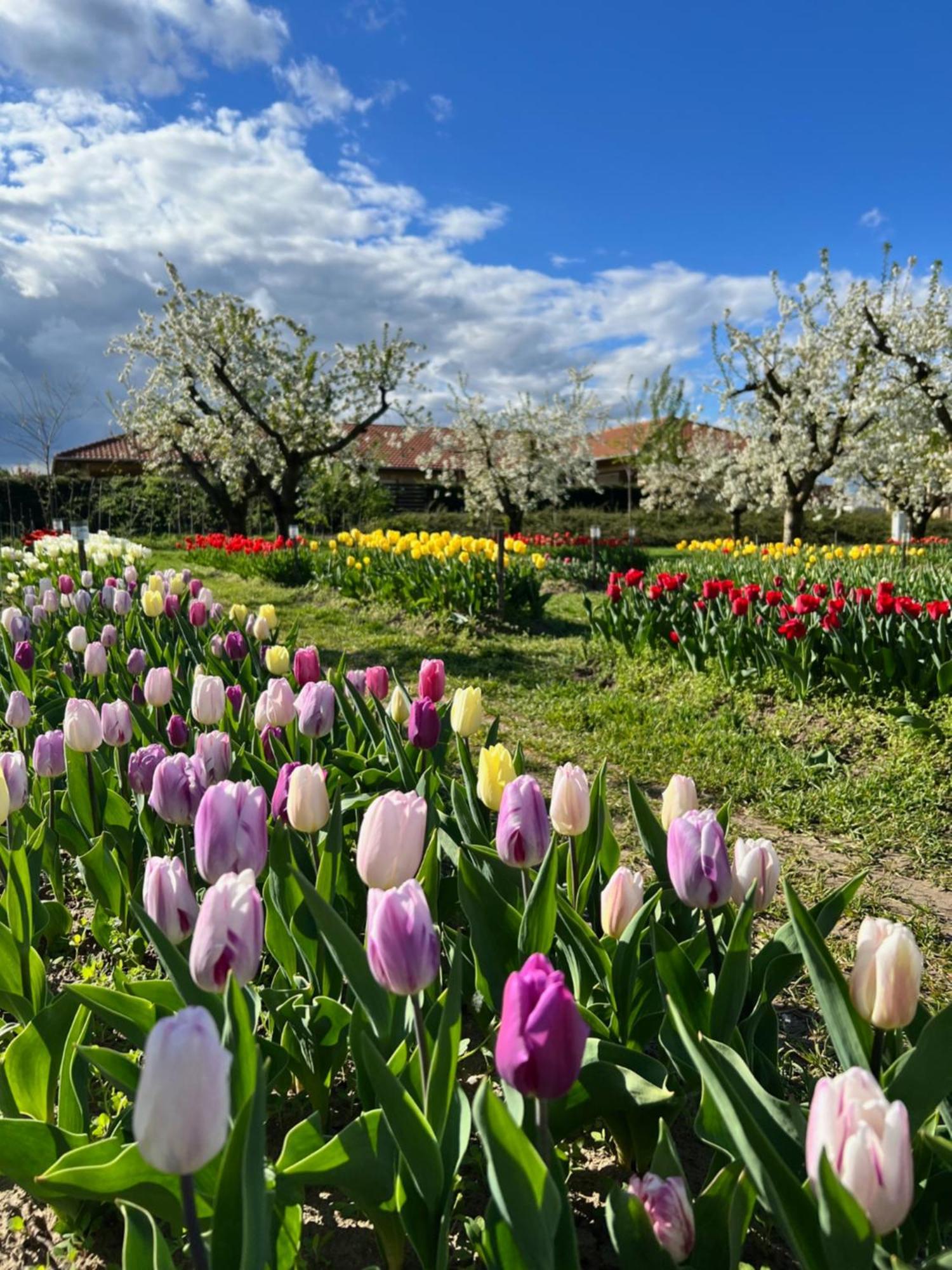 Cegléd Beni Family Wine Farmヴィラ エクステリア 写真